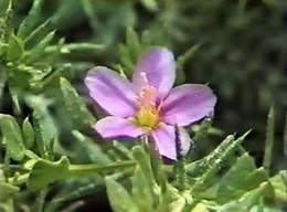 Flowers by the Dead Sea