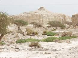 Vegetation Growing in Wadi by Dead Sea
