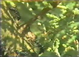 Ants Living On Trees