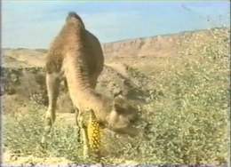 Baby Camel, Plant and Flowers