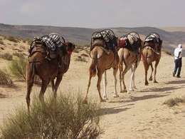 Camels - Ship of the Desert