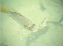 Fish in Ein Fashcha Spring