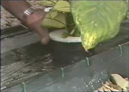 Hydroponic Agriculture