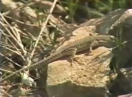 Lizards Hide in Rock Crevices