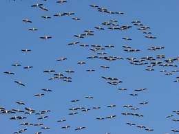 A Flock of Nomadic Birds