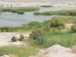 Ponds of Sweet Spring Water by the Dead Sea