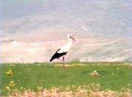 Stork
