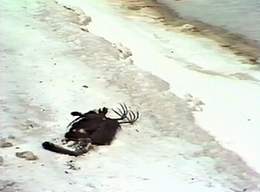 A Stork Mistakenly Tries to Drink from the Dead Sea