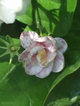 Jasminum sambac Grand Duke of Tuscany