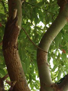 Cinnamon Tree