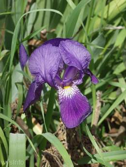 Iris germanica