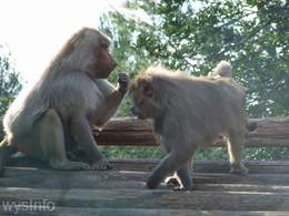 Baboons - Sex Pheromones trigger Male Passion
