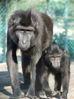 Monkeys - Pheromones to Recognize Family and Species