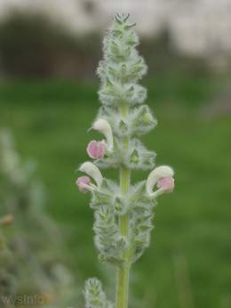 Sage salvia dominica
