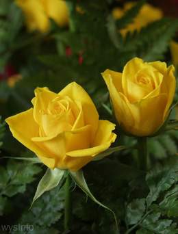 Yellow roses