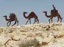 Camel convoy in Avdat