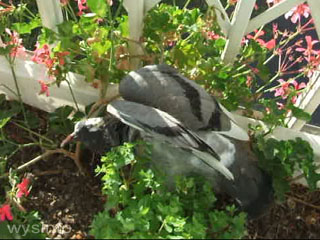 Baby pigeon preparing for first flight