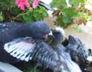 Father feeding baby pigeon
