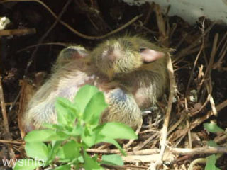 Baby pigeon day 2