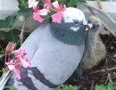 Mother feeding baby pigeon