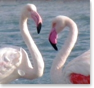 Flamingos in Eilat