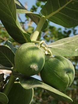 Apple of Sodom 