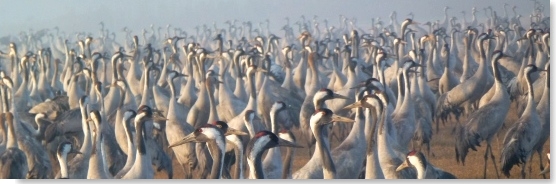 Cranes in Hahula