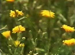 Flowers by the Dead Sea