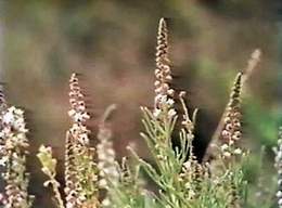 Flowers by the Dead Sea