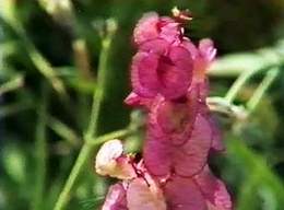 Flowers by the Dead  Sea
