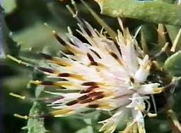Flowers by the Dead Sea