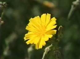 Flowers by the Dead Sea