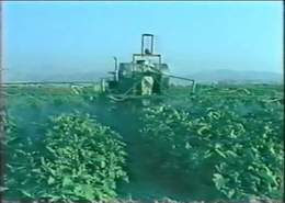 Agriculture South of the Dead Sea