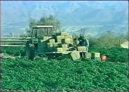 Agriculture in Neot HaKikar - South of the Dead Sea