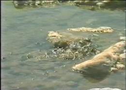 Bubling Springs in the Dead Sea