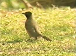 Resident Bird of Dead Sea (Bulbul)