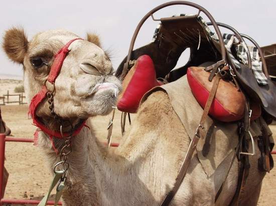 Camel Closeup