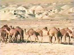 Camel Convey by the Dead Sea