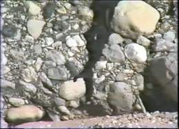 Lumps of Conglomerate Swept Down in Winter Floods