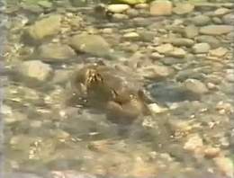Crab in Tributary Just Before Sea