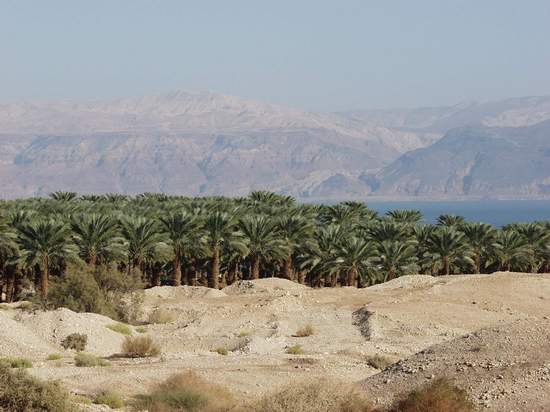 Date Groves by the Shore of the Dead Sea