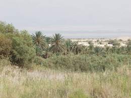 Various Fruit Trees and Wild Vegetation by Dead Sea