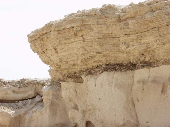 Organic Remains Compressed Between Limestone Layers