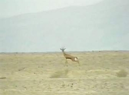 Fleet Gazelle in Dead Sea Open Plains