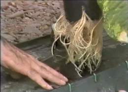 Hydroponic Agriculture