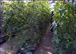 Tomatoes Grown by the Dead Sea
