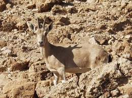 Young Ibex on Slopes Beside Dead Sea