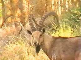 Ibex by Ein Gedi