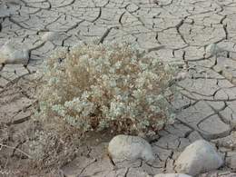 Plant in Dry Salty Soil