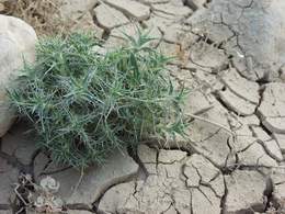 Thorns Growing by Shore of Dead Sea